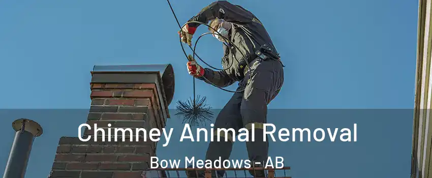  Chimney Animal Removal Bow Meadows - AB