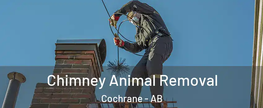  Chimney Animal Removal Cochrane - AB