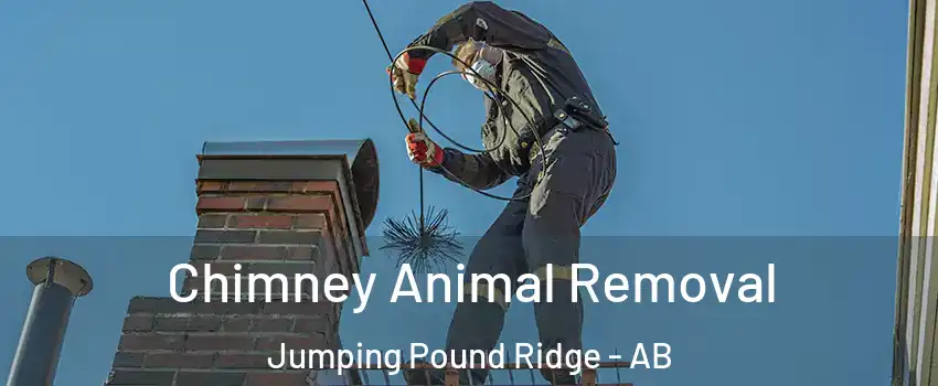  Chimney Animal Removal Jumping Pound Ridge - AB