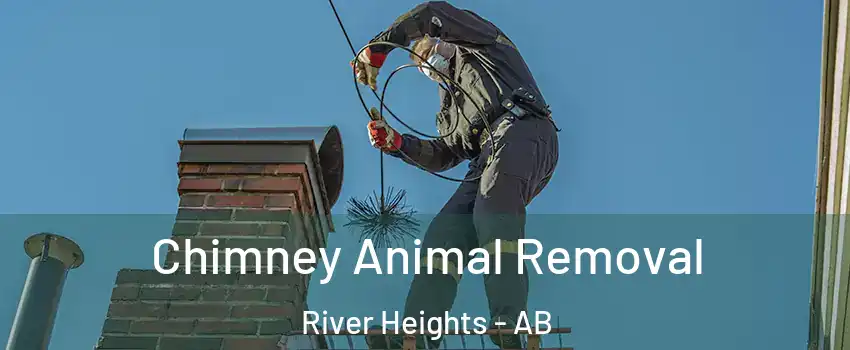  Chimney Animal Removal River Heights - AB