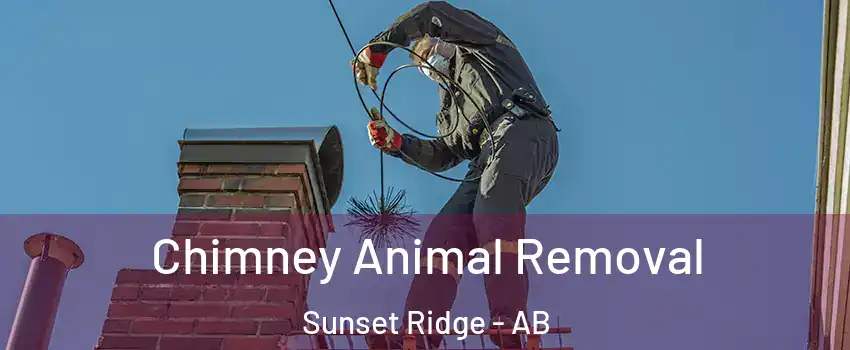  Chimney Animal Removal Sunset Ridge - AB