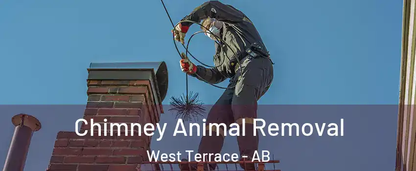  Chimney Animal Removal West Terrace - AB